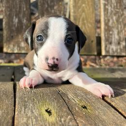 Tandy - White and seal female Italian Greyhound puppy in West Plains, Missouri from Sycamore Ridge Puppies
