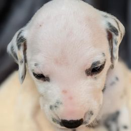 Boy 2 - White and black male Dalmatian puppy in Maryville, Tennessee from Coachside Dalmatians