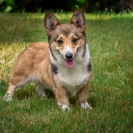 Marcy - Sable female Pembroke Welsh Corgi puppy in Narvon, Pennsylvania from Corgi Companions (license number 18998)