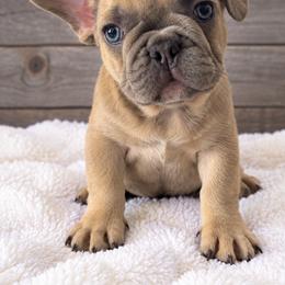 Luke - Fawn male French Bulldog puppy in Warm Springs, Arkansas from State Line Dachshunds & Frenchies