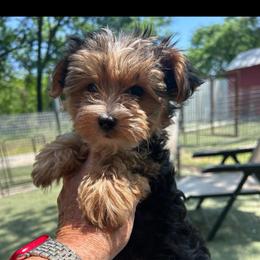 Tucker - Black and tan male Yorkshire Terrier puppy in Kingston, Oklahoma from Lake Life