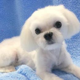 Phoenix  - Maltese