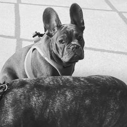Penelope - French Bulldog