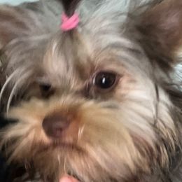 Rani - Yorkshire Terrier