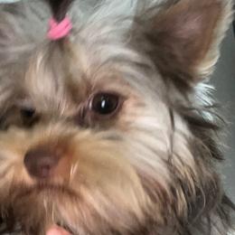 Rani - Yorkshire Terrier