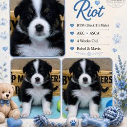 Riot - Black tri-color male Australian Shepherd puppy in Magee, Mississippi from Paint ByNumbers Ranch