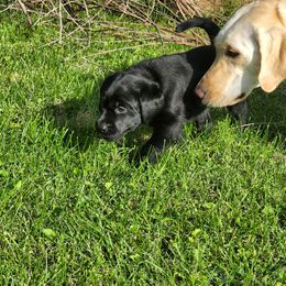 Labrador Retriever Puppies from Timberview Retrievers