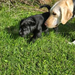 Labrador Retriever Puppies from Timberview Retrievers