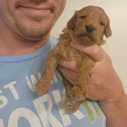 BIG MAMA - Apricot female Poodle puppy in San Tan Valley, Arizona from Desert Storm Poodles