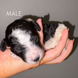 Orange boy - Parti male Poodle puppy in Nolensville, Tennessee from White Willow Poodles