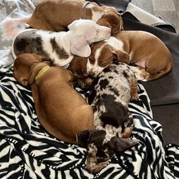 Dachshund Puppies from Witchy Woman’s Wiener’s