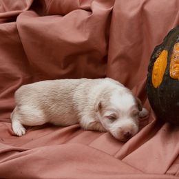 Boy 1 - Yellow male Miniature Australian Shepherd puppy in Randleman, North Carolina from Deep River Aussies