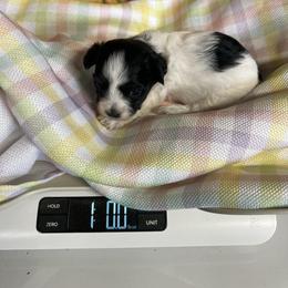 Trey - Parti male Poodle puppy in Lawrenceburg, Tennessee from LUV Poodles and Maltipoos