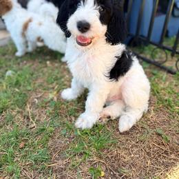 Bhodie - male Golden Mountain Doodle puppy in Cocoa, Florida from The Beach Doodles