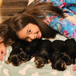 Yorkshire Terrier Puppies from Sweet Yorkie Love