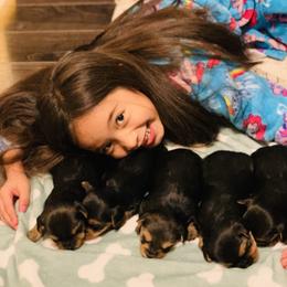 Yorkshire Terrier Puppies from Sweet Yorkie Love