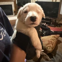 Terrance - White ticked male Border Collie puppy in Jackson, New Jersey from NJ Bees BC