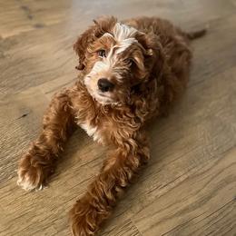 Goldendoodles from Mini Doodles Dandy