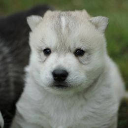 Blossom - Gray and white Siberian Husky puppy in Harrison County, Ohio from Solstice Siberians