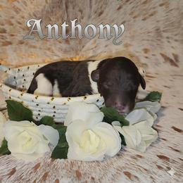 Poodle Puppies from Paradox Poodles