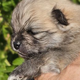 Fred - Cream sable male Pomeranian puppy in Kempner, Texas from Heart Of Texas Pom's