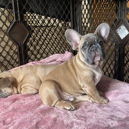Little Puppet - Blue fawn male French Bulldog puppy in Perris, California from Queenbeebullies