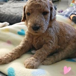 Pink - Apricot female Poodle puppy in Big Rapids, Michigan from Meeker's Ridge Standard Poodles