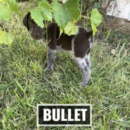 German Shorthaired Pointer Puppies from LyonHeart Kennels