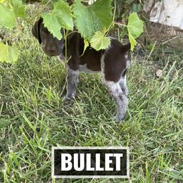 German Shorthaired Pointer Puppies from LyonHeart Kennels
