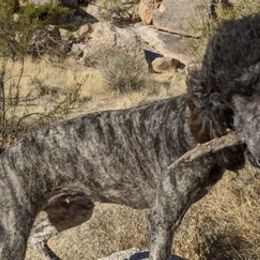 Goldendoodles and Poodles from Arizona Poodle Queen