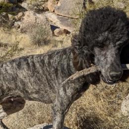 Goldendoodles and Poodles from Arizona Poodle Queen