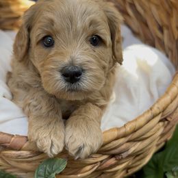 Caramel - Apricot male Cavapoo puppy in Arlington, Texas from Van Haselen Poodles and Doodles