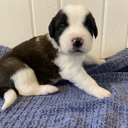 Dark green collar male - Red and white male Saint Bernard puppy in Albany, Georgia from Magnolia Saint Bernards