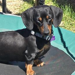 Luna - Dachshund
