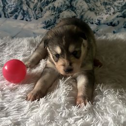 Elektra - Gray and white female Siberian Husky puppy in Summerville, South Carolina from Carolina Husky Lodge