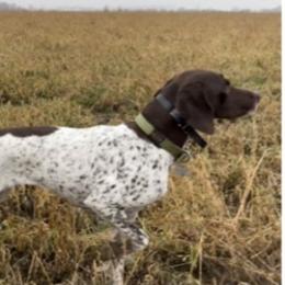 Frankie - German Shorthaired Pointer