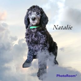 Poodle Puppies from Hickory Hills Poodles