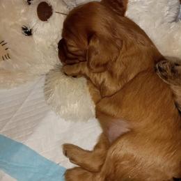 Cavalier King Charles Spaniel Puppies from 7 Bridges Cavaliers