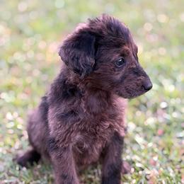 Dotty - Merle female Labradoodle puppy in Georgetown, South Carolina from Muddy Bay Kennels