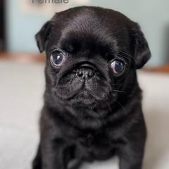 Apple - Black female Pug puppy in Potomac, Maryland from Sonya & Olly Pugs