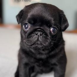Apple - Black female Pug puppy in Potomac, Maryland from Sonya & Olly Pugs