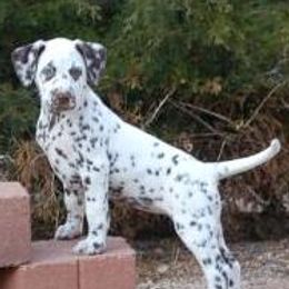 Dalmatians from Monumental Dalmatians