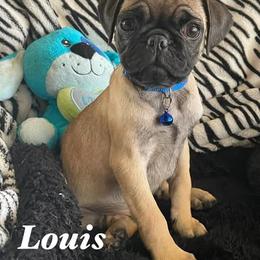 Louis - Fawn male Pug puppy in Hesperia, California from Amatskennel - Stubby Tails Ranch