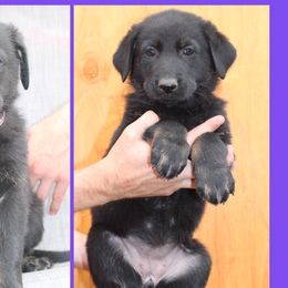 Girl 2 - German Shepherd puppy in Washington from Von Zobel Haus Kennels