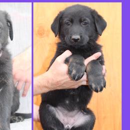 Girl 2 - German Shepherd puppy in Washington from Von Zobel Haus Kennels