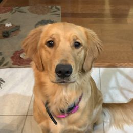 Sugar - Golden Retriever