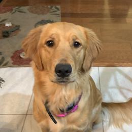 Sugar - Golden Retriever