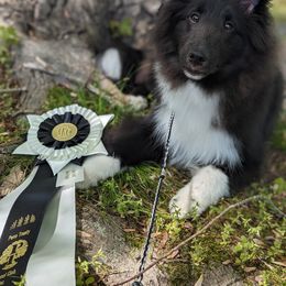 Shetland Sheepdog Puppies from Alinost