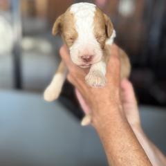 Bernedoodle, Double Doodle, and Saint Berdoodle Puppies from Remington Kennels, LLC