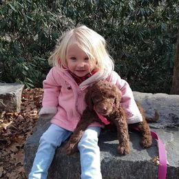 Poodle Puppies from Polly Wally Doodles and Poodles